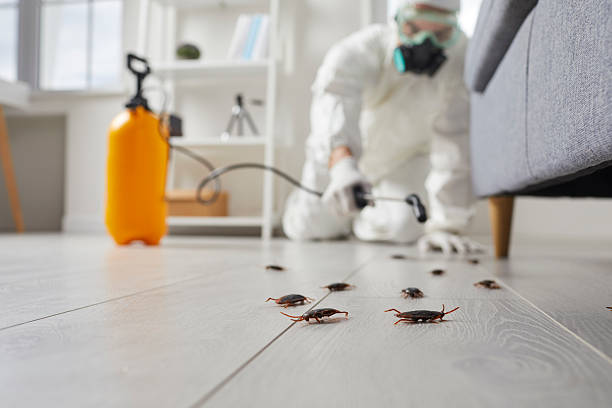 Commercial Rodent Management in Royal City
